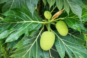 Breadfruit growing on a tree, surrounded by large green leaves. Three green, oval-shaped fruits with textured skin are visible, beautifully illustrating the process of producing fruit as in the Parable of the Soil—where spiritual growth flourishes when nurtured in a fertile environment.