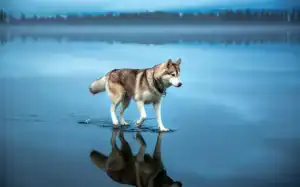 A husky appears to walk on water as it moves across the surface of a calm, shallow lake with a clear reflection, surrounded by blue water and distant trees.